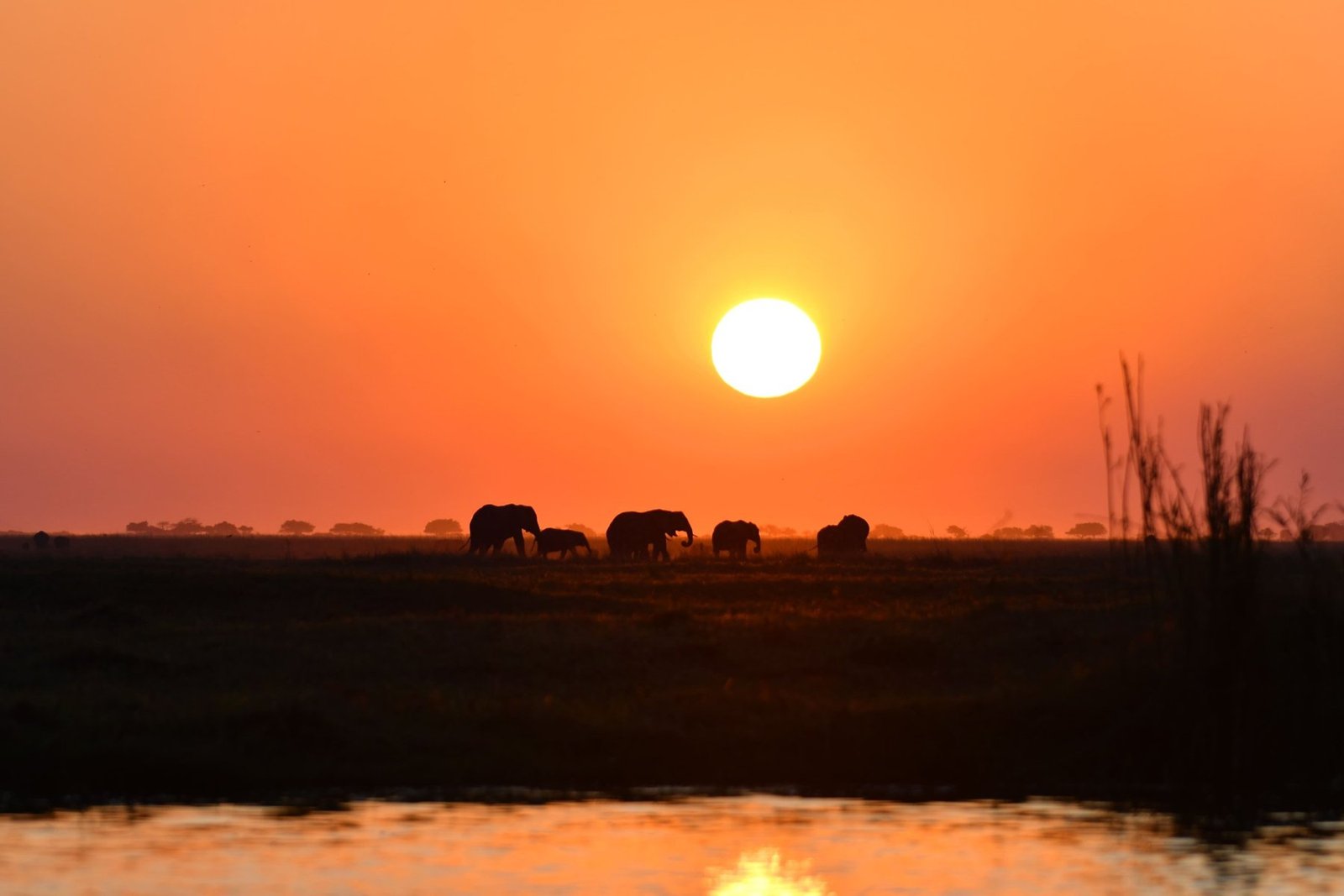 Sundowner-Stimmung: eine Elefantenherde zieht im Abendlicht vorbei.