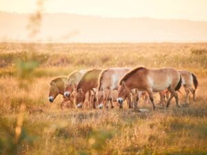 Burgenland: Weltreise ohne Langstrecke Przewalski-Pferde im Nationalpark Neusiedler See – Seewinkel. © Burgenland Tourismus / Peter Podpera