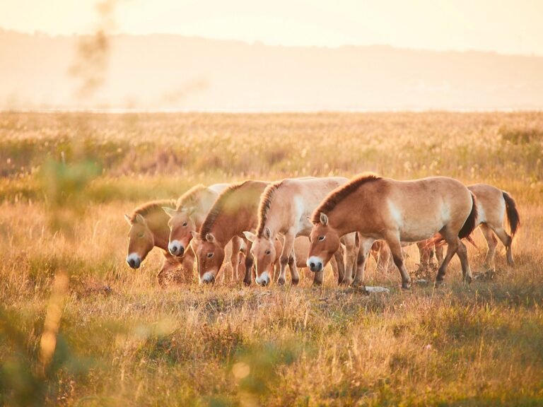 Przewalski-Pferde im Nationalpark Neusiedler See – Seewinkel. © Burgenland Tourismus / Peter Podpera